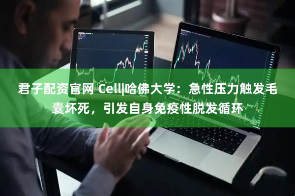 君子配资官网 Cell|哈佛大学：急性压力触发毛囊坏死，引发自身免疫性脱发循环